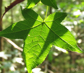 Sweetgum Leaf